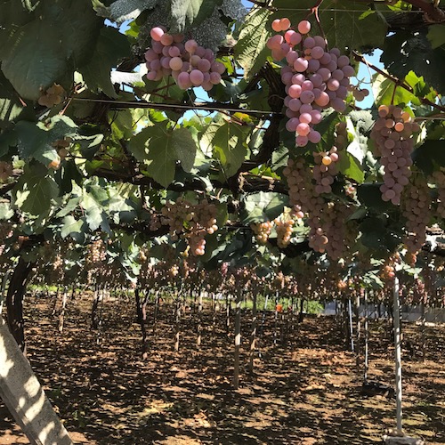 ブログサムネイル画像